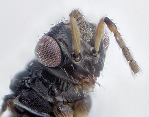 Tamarixia sp.